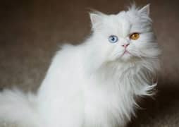 Persian Cat for sale