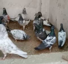 Mix High Flying Pigeons for sale