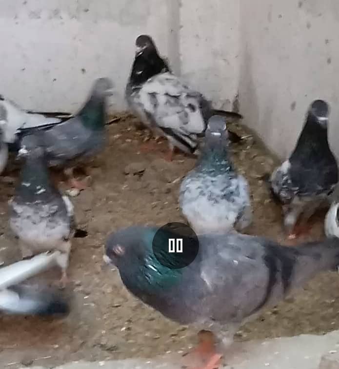 Mix High Flying Pigeons for sale 1