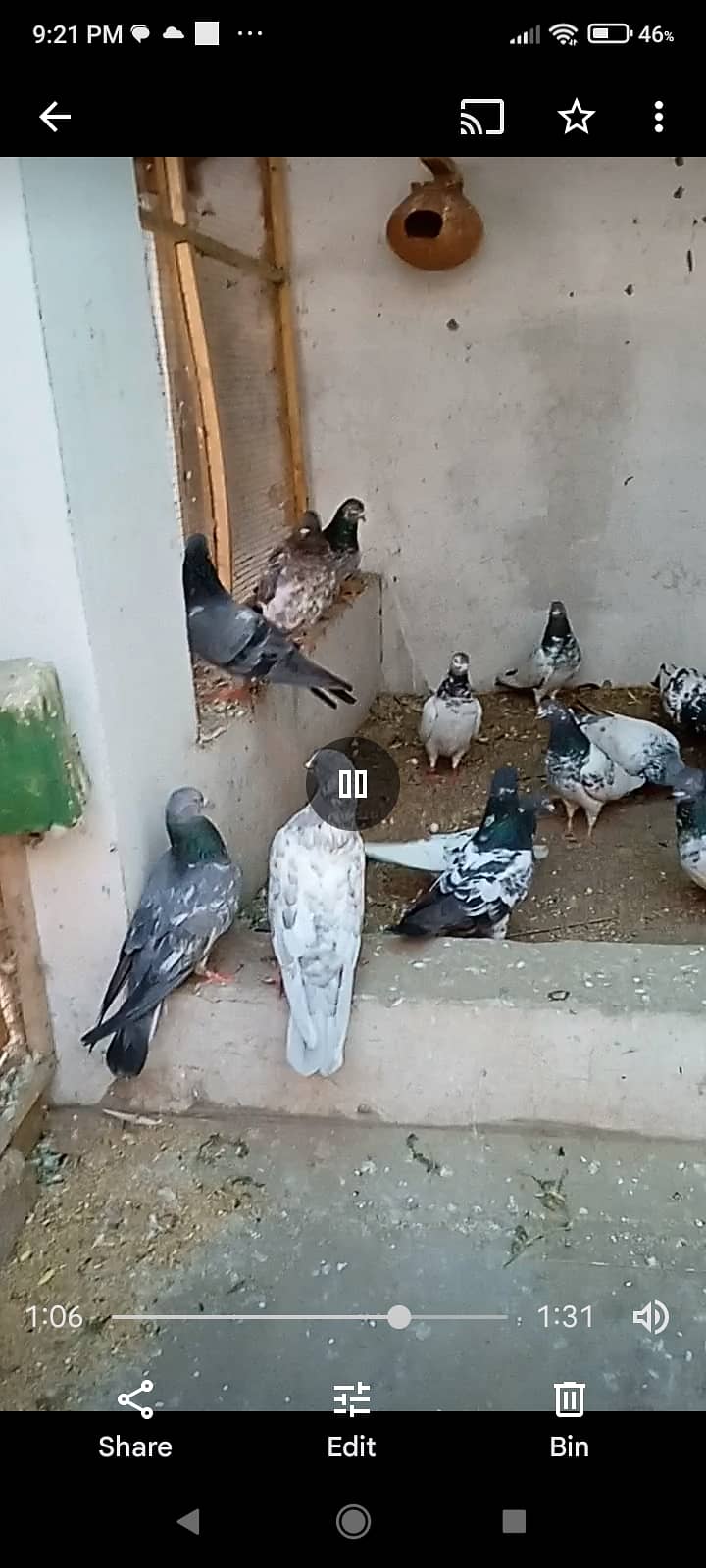 Mix High Flying Pigeons for sale 2