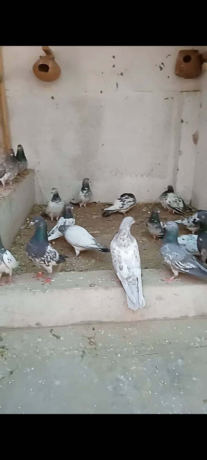 Mix High Flying Pigeons for sale 3