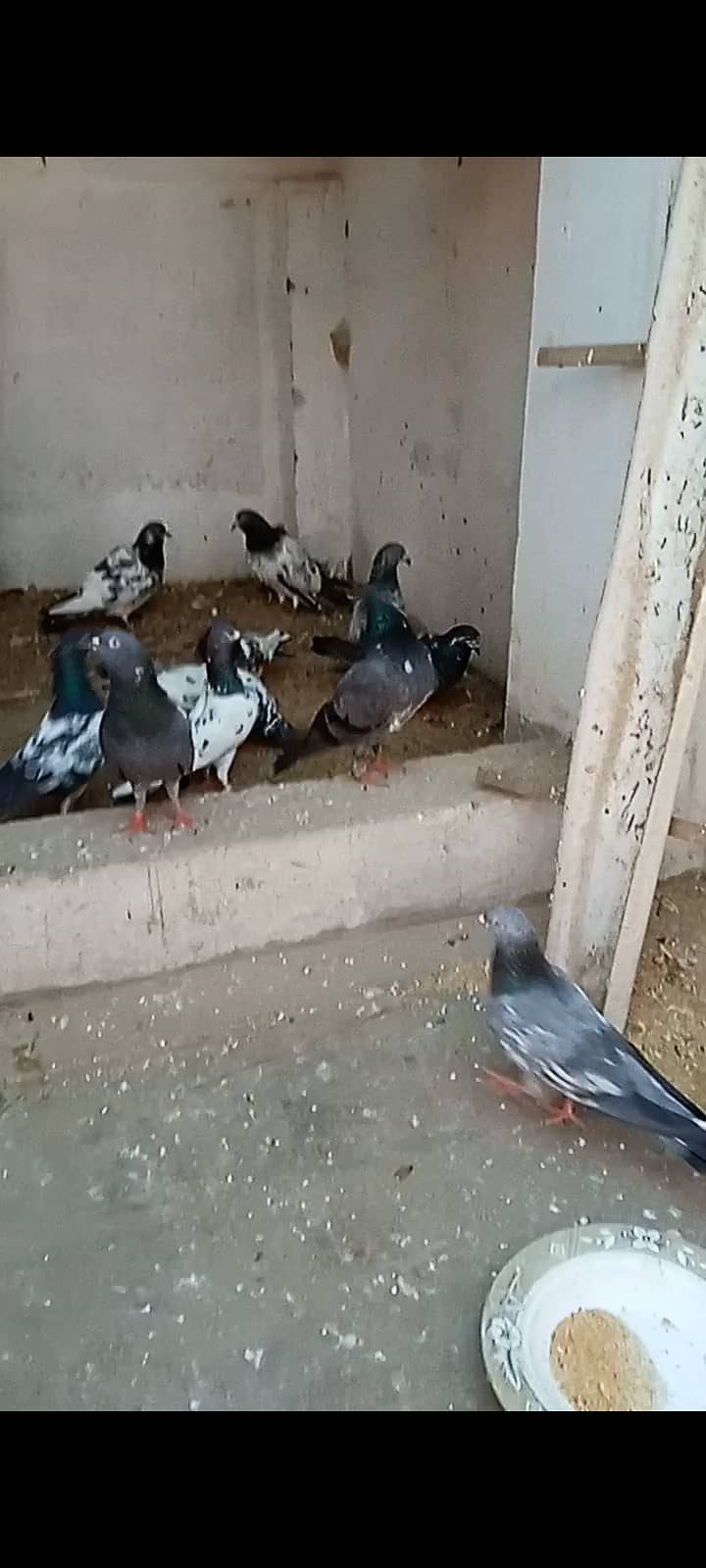 Mix High Flying Pigeons for sale 4