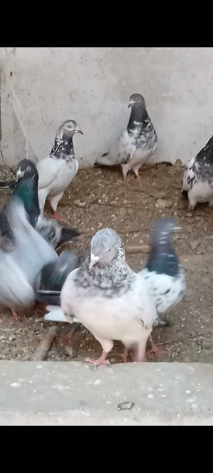 Mix High Flying Pigeons for sale 5