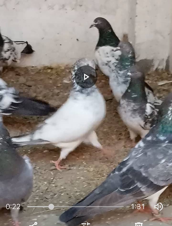 Mix High Flying Pigeons for sale 6