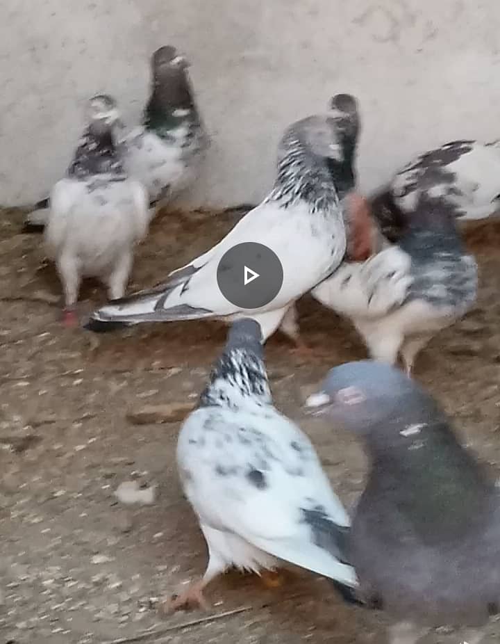 Mix High Flying Pigeons for sale 7