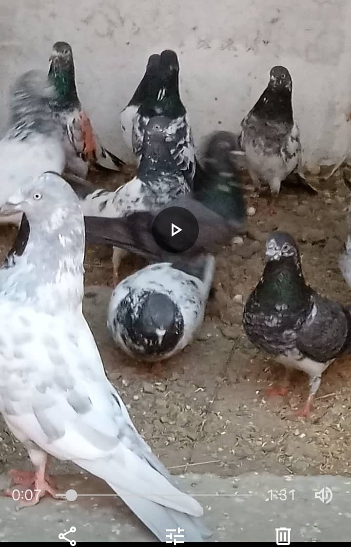 Mix High Flying Pigeons for sale 8