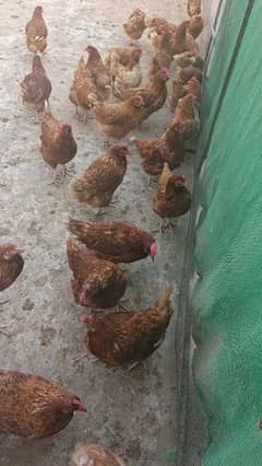 lohmann Brown hen