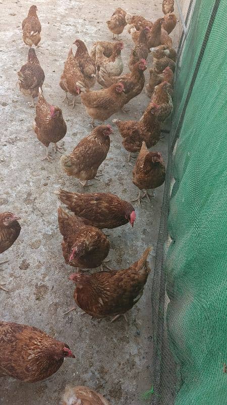 lohmann Brown hen 0