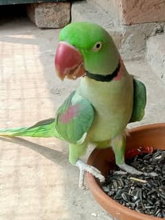 beautiful raw male parrot for sale