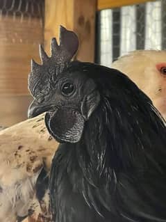 Indonesian Ayam cemani black   chicks for sale