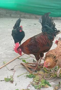 Golden misri plus aseel hens. healty and active