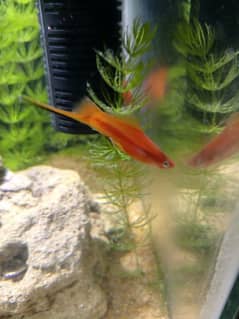 Red SwordTail Fish pair