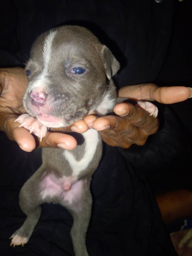 Puppy for sale 1