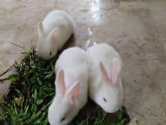 Rabbits kit Available