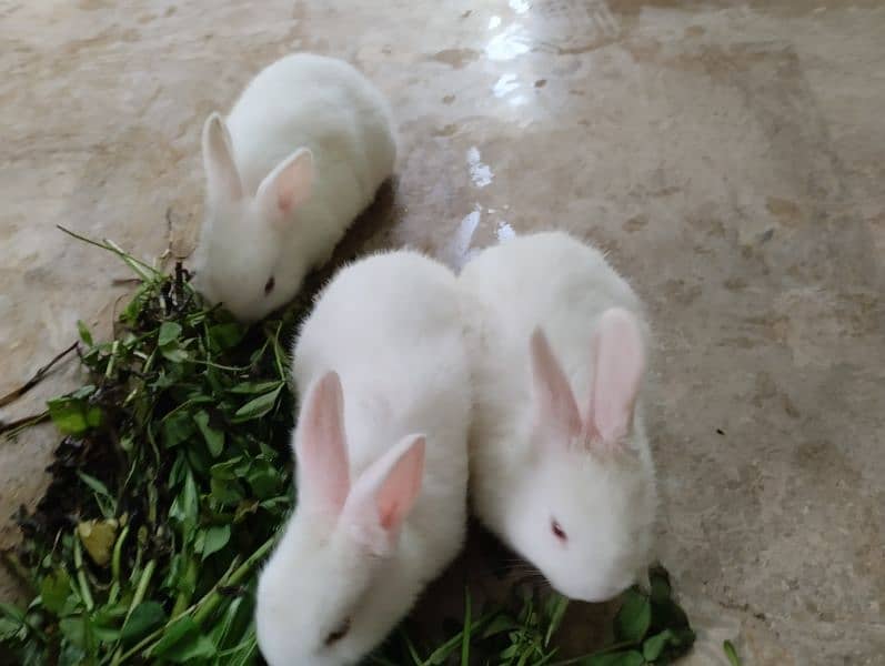 Rabbits kit Available 0