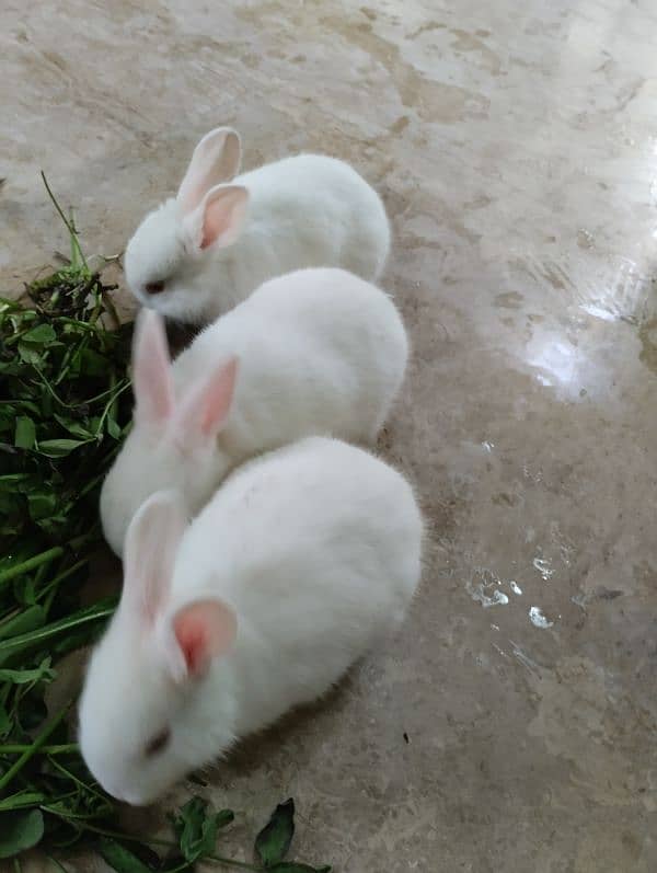 Rabbits kit Available 1