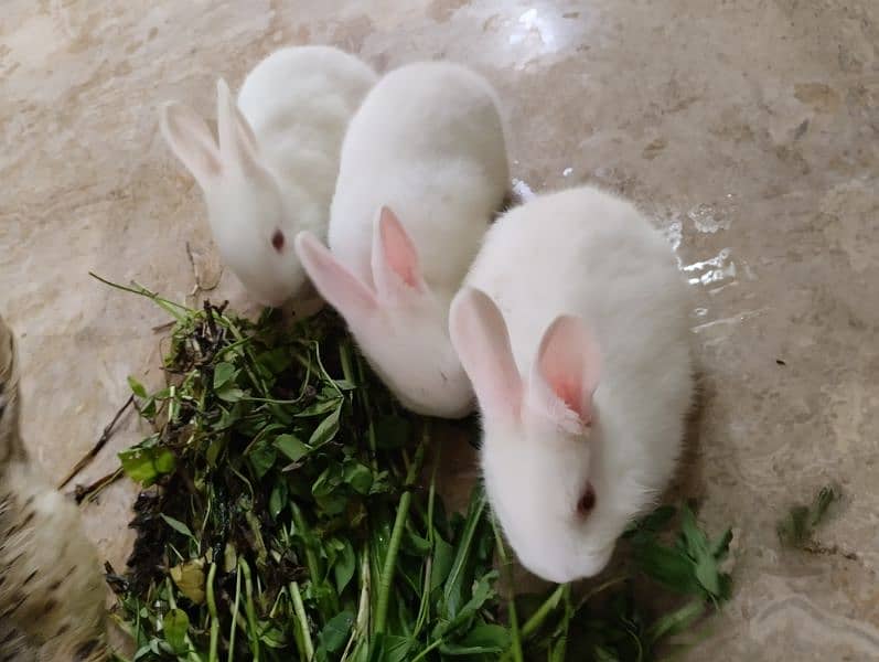 Rabbits kit Available 2