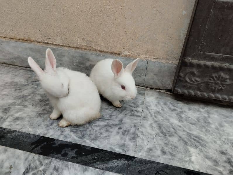 Rabbits kit Available 3