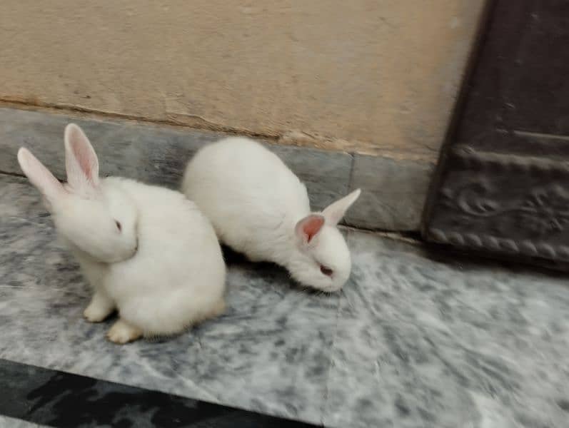 Rabbits kit Available 4