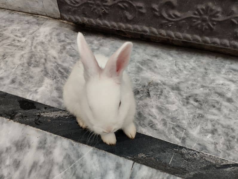 Rabbits kit Available 5