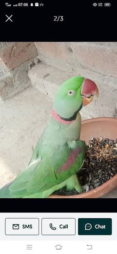 Raw parrot urgent sale only interested come to inbox