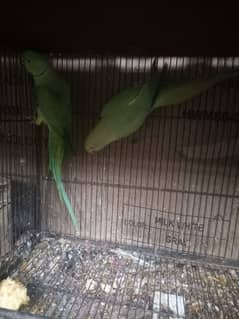 piegon pair for sale