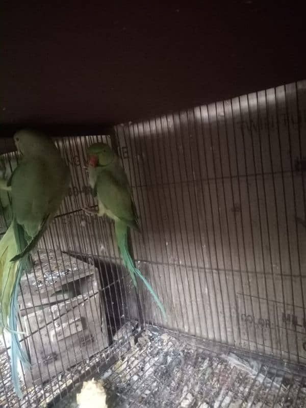 piegon pair for sale 1