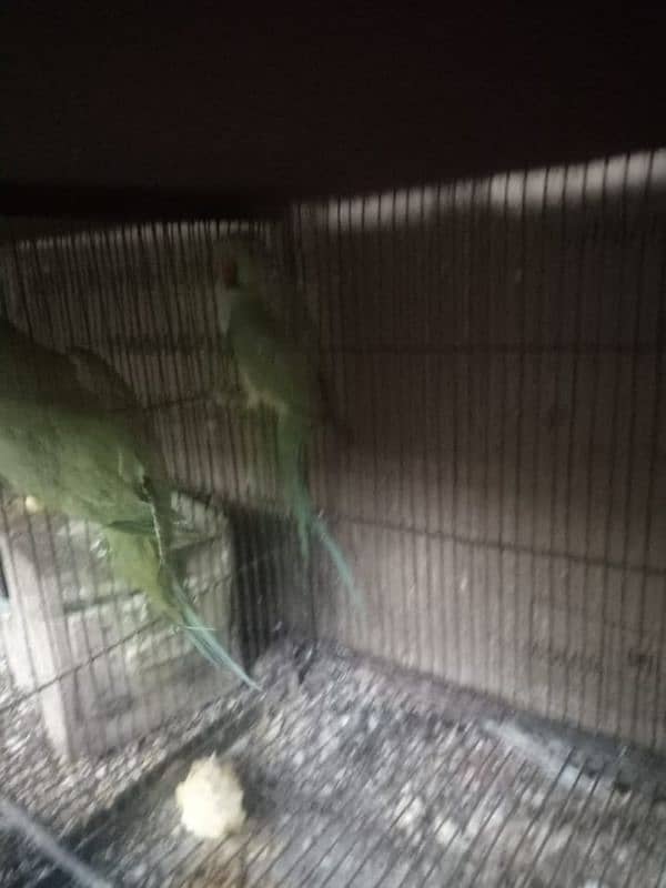 piegon pair for sale 3