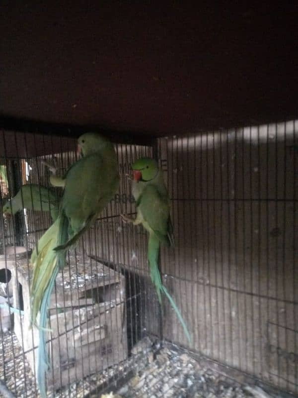 piegon pair for sale 4