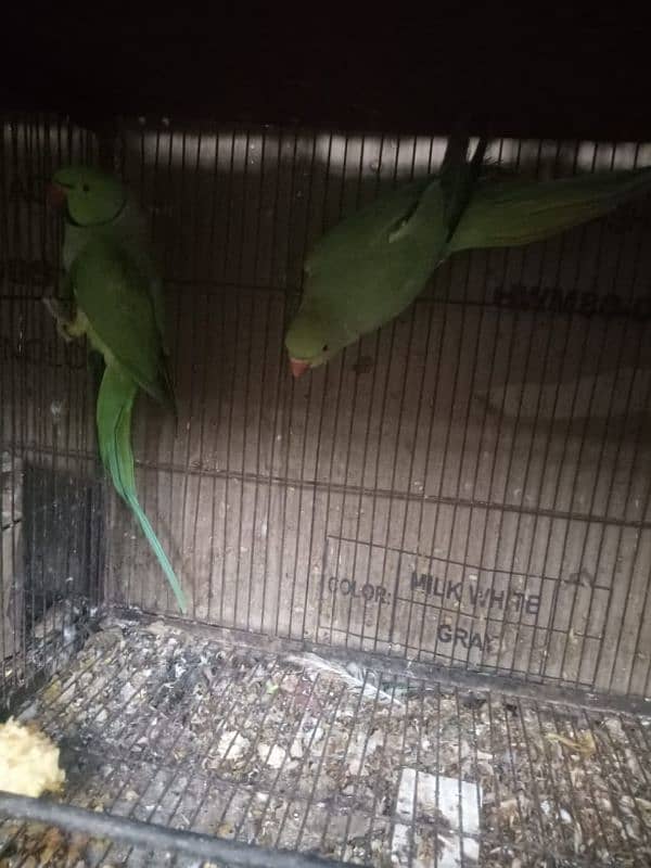 piegon pair for sale 5