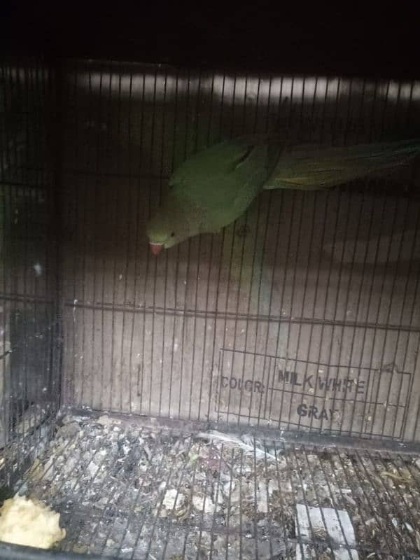 piegon pair for sale 6