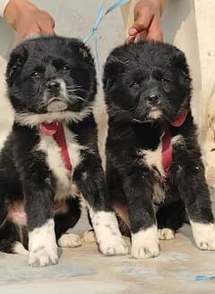 pevar Afghan Kuchi pair full security Dog for sale contact number