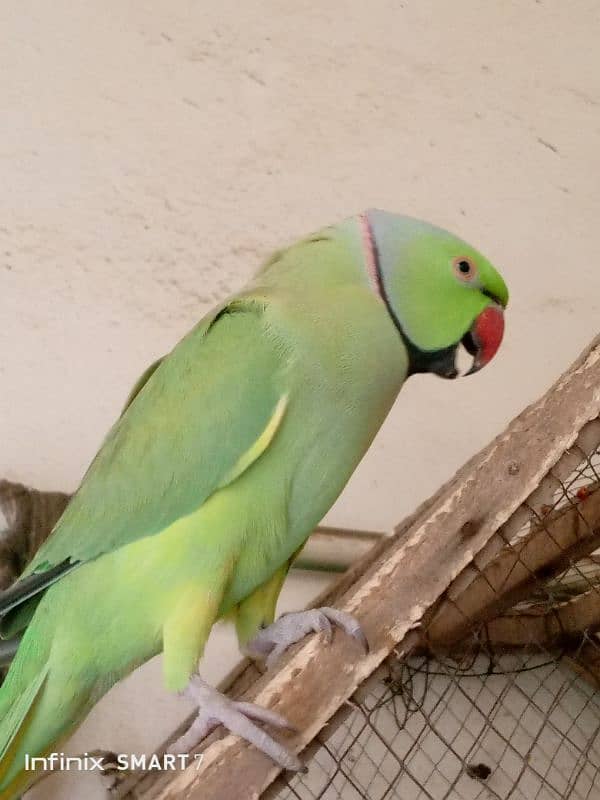 Parrot for Sale with cage 0