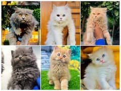 Persian triple coated punch face cat and  kitten available for sale