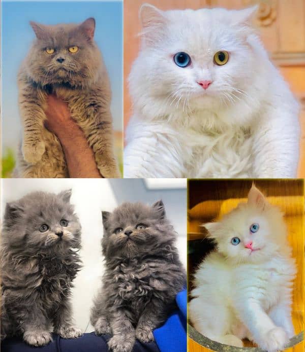 Persian triple coated punch face cat and  kitten available for sale 4