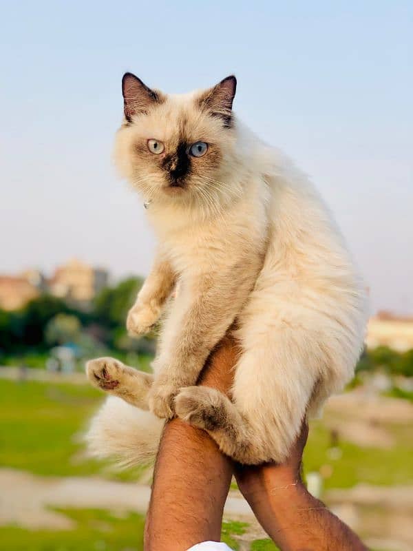 Persian triple coated punch face cat and  kitten available for sale 7