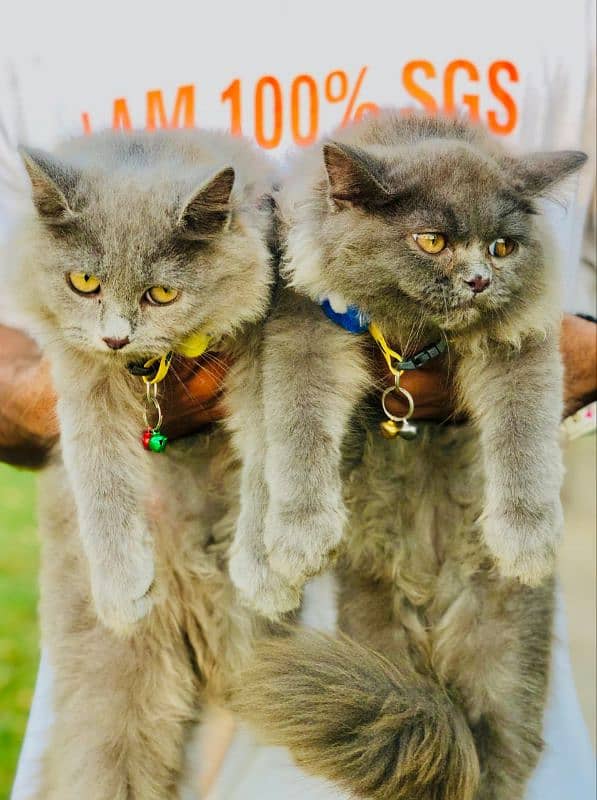 Persian triple coated punch face cat and  kitten available for sale 12