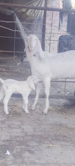 desi goat /ghaban /Bakri /rajanpuri goat / بکری /white goat