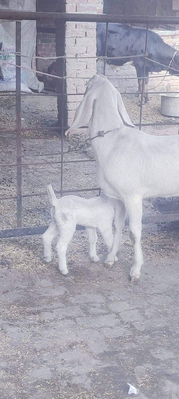 desi goat /ghaban /Bakri /rajanpuri goat / بکری /white goat 4