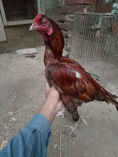 Lasani cross male for sale