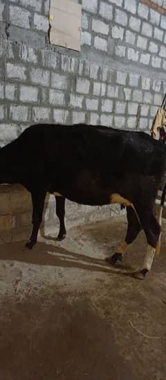 jersi cow for sale