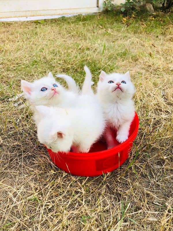 Persian kittens for urgent sale My Whatsapp number 03479384891 0