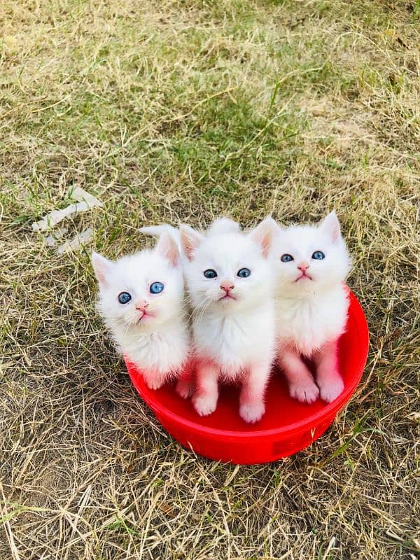 Persian kittens for urgent sale My Whatsapp number 03479384891 1