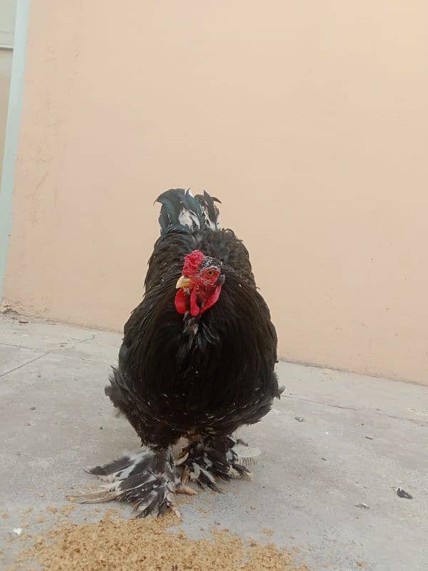 Molted Brahma Male for Sale 0