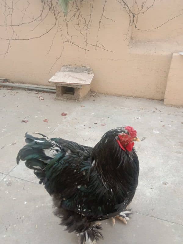 Molted Brahma Male for Sale 3