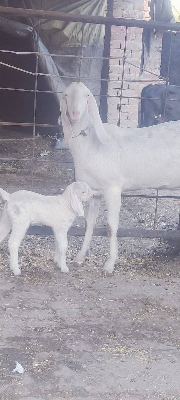 desi goat /ghaban /Bakri /rajanpuri goat / بکری /white goat 0