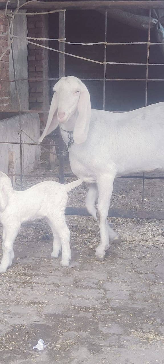 desi goat /ghaban /Bakri /rajanpuri goat / بکری /white goat 1