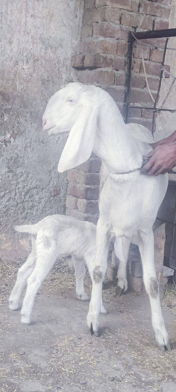 desi goat /ghaban /Bakri /rajanpuri goat / بکری /white goat 3