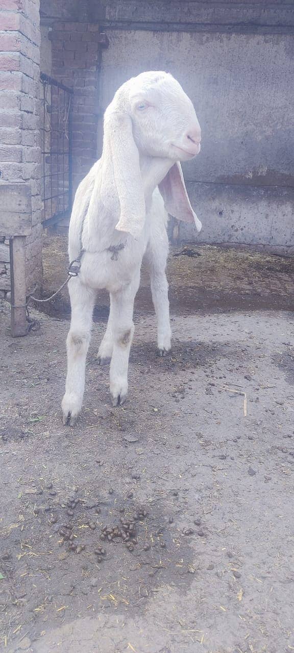 desi goat /ghaban /Bakri /rajanpuri goat / بکری /white goat 5