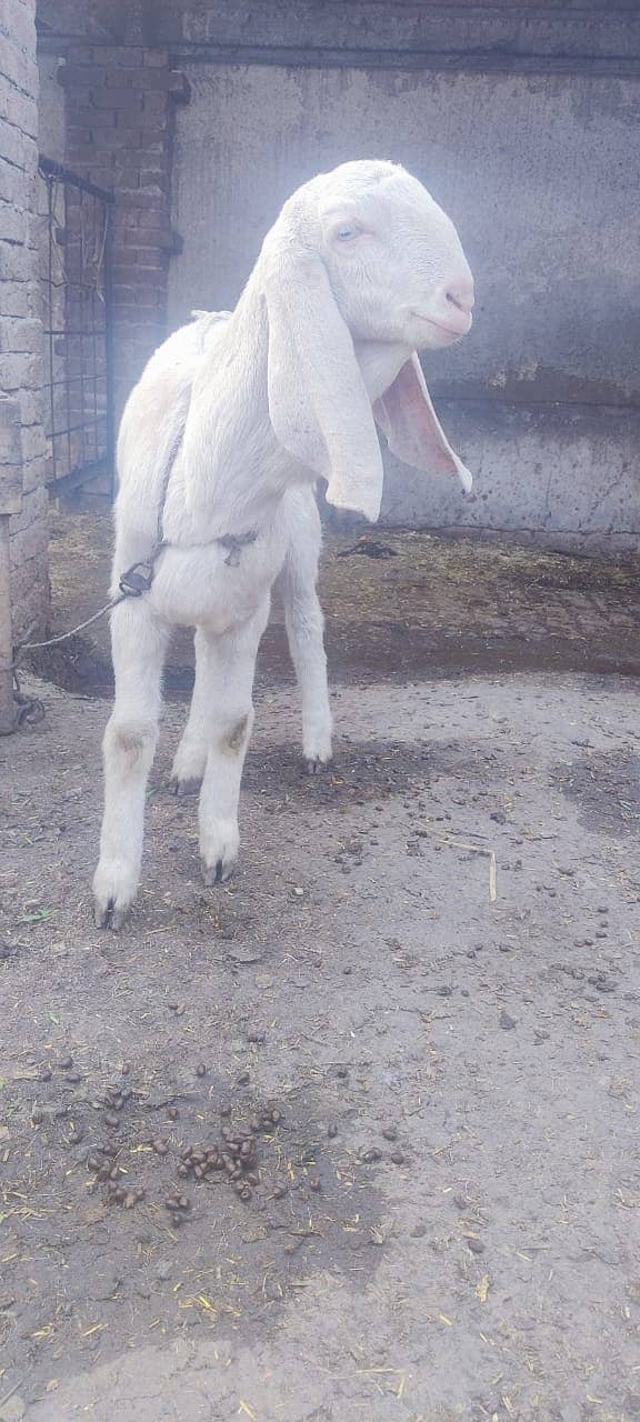 desi goat /ghaban /Bakri /rajanpuri goat / بکری /white goat 6